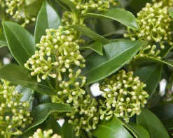 Skimmia japonica 'White Dwarf'