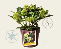 Skimmia japonica 'White Globe'