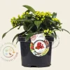Skimmia reevesiana