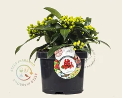 Skimmia reevesiana
