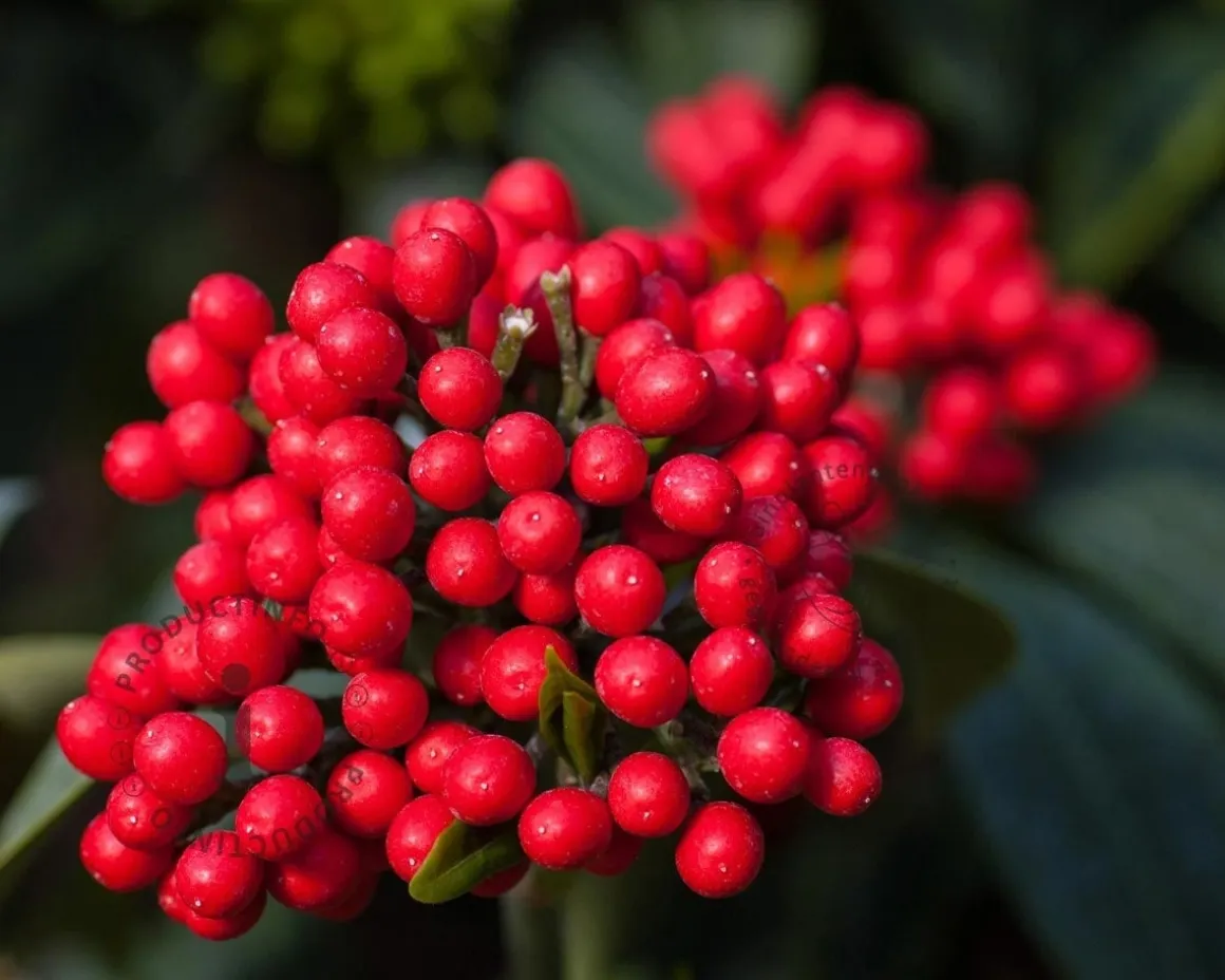 Skimmia reevesiana