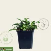 Solidago virgaurea