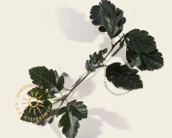 Sorbus aria 'Magnifica'