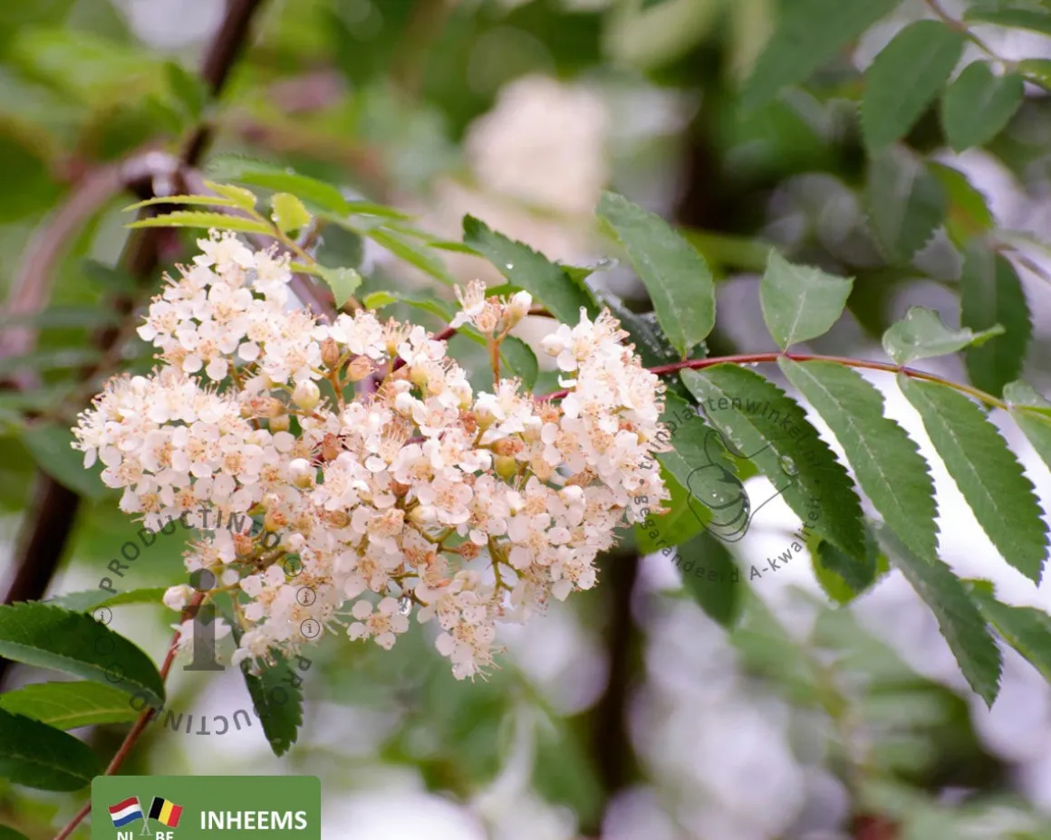 Sorbus aucuparia