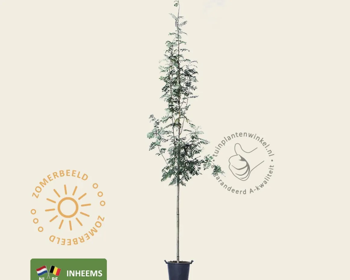 Sorbus aucuparia
