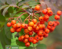 Sorbus aucuparia