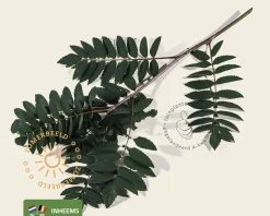 Sorbus aucuparia