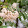 Sorbus aucuparia - meerstammig