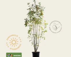 Sorbus aucuparia - meerstammig