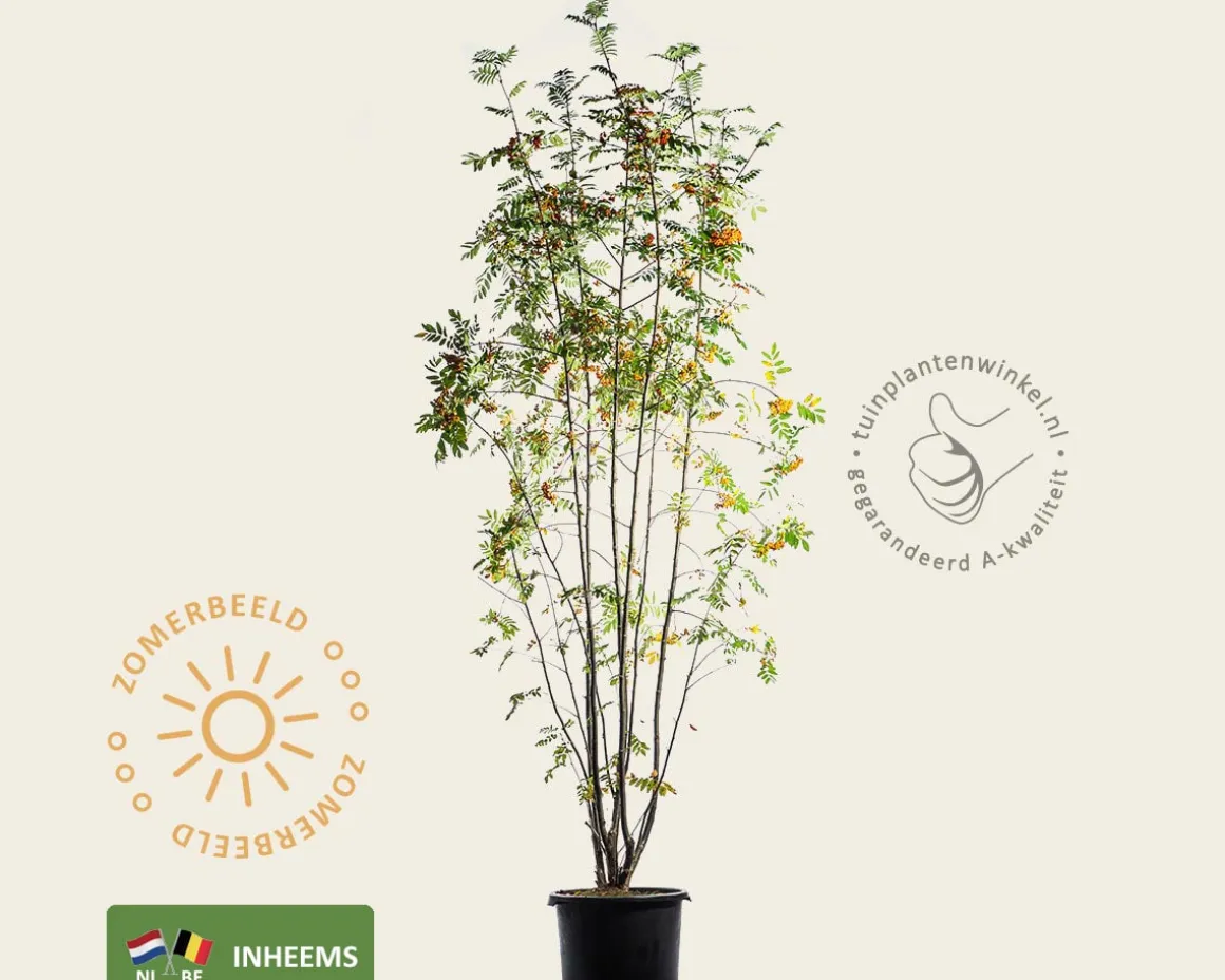 Sorbus aucuparia - meerstammig