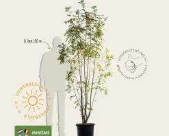 Sorbus aucuparia - meerstammig