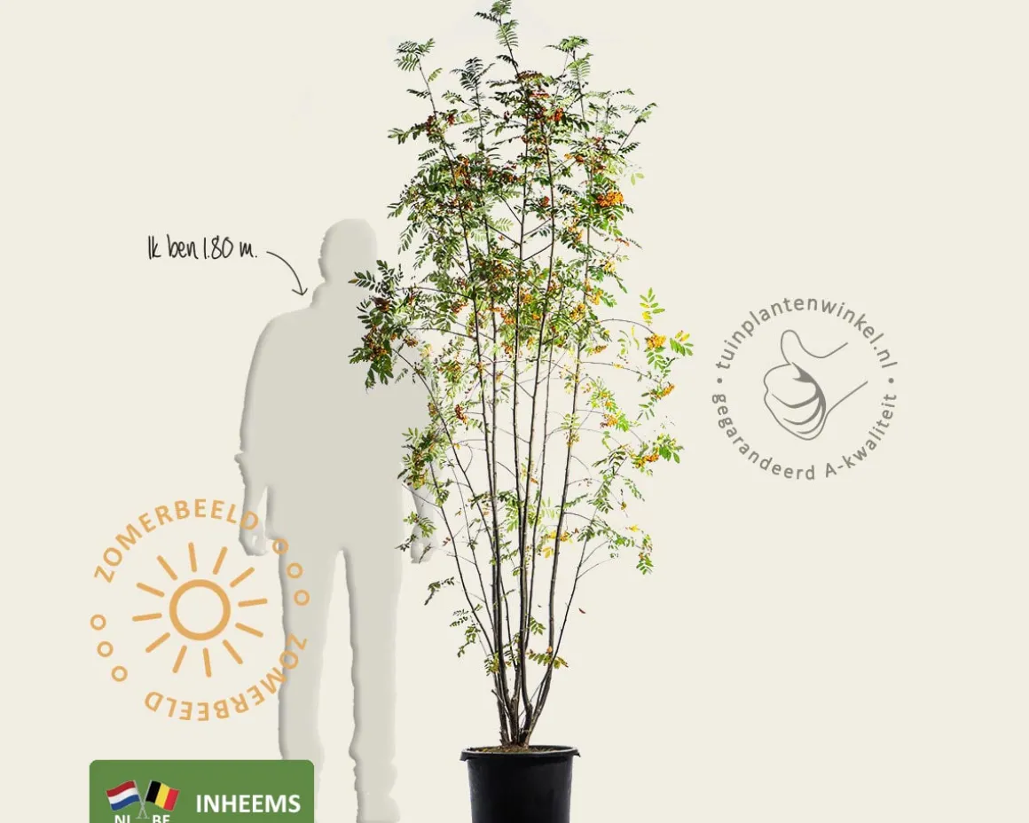 Sorbus aucuparia - meerstammig