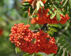 Sorbus aucuparia var edulis - hoogstam