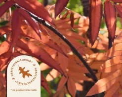 Sorbus commixta 'Fireball'