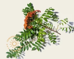 Sorbus commixta 'Fireball'