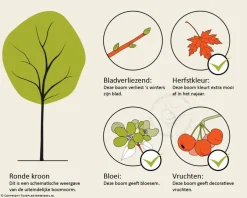 Sorbus 'Dodong'