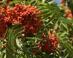 Sorbus 'Dodong'