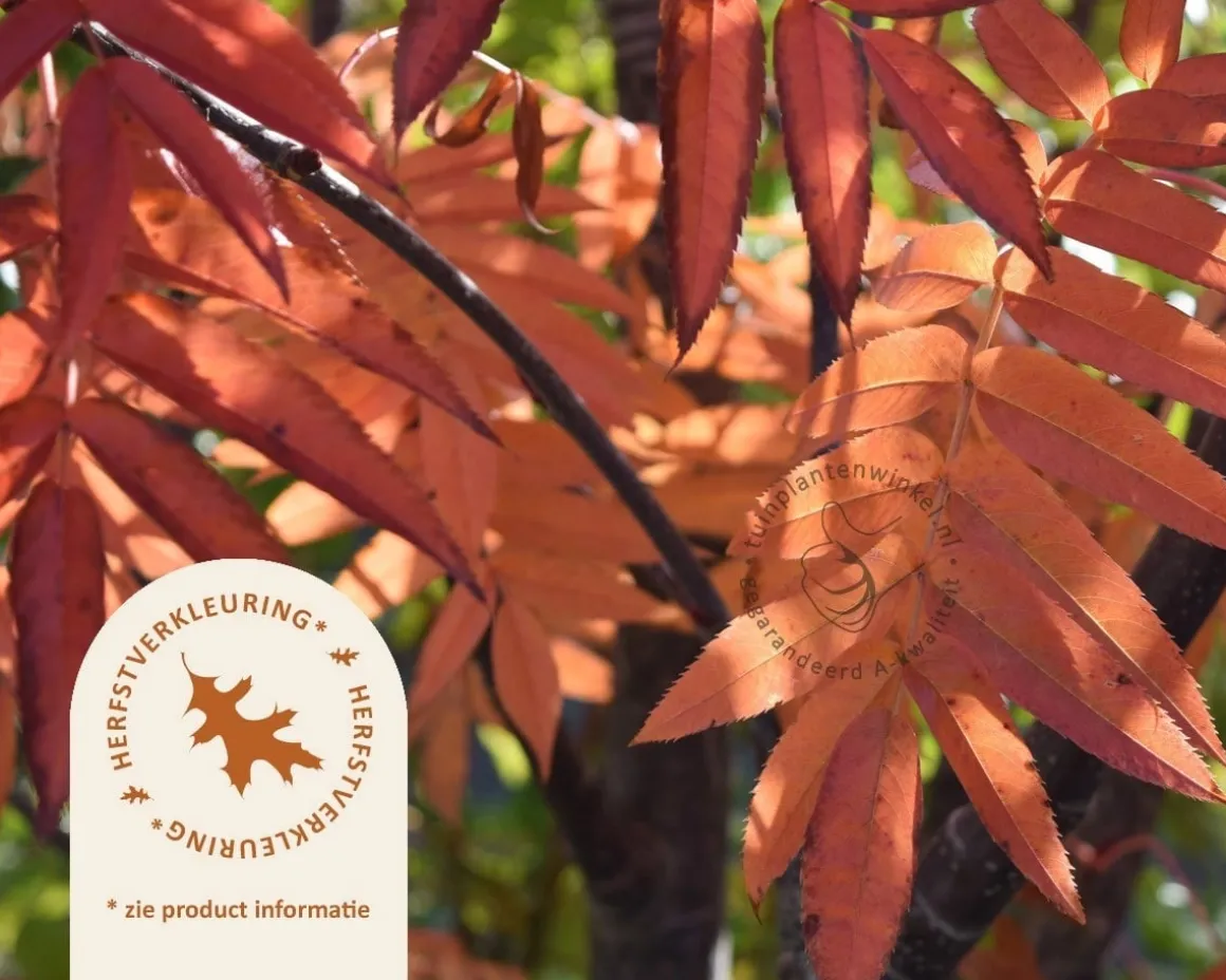Sorbus 'Dodong'