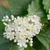 Sorbus intermedia