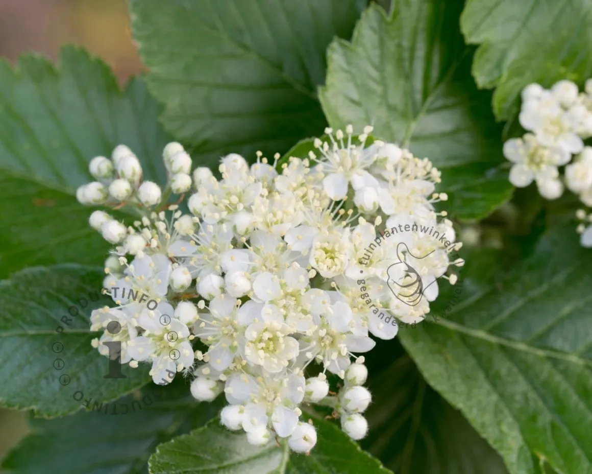 Sorbus intermedia