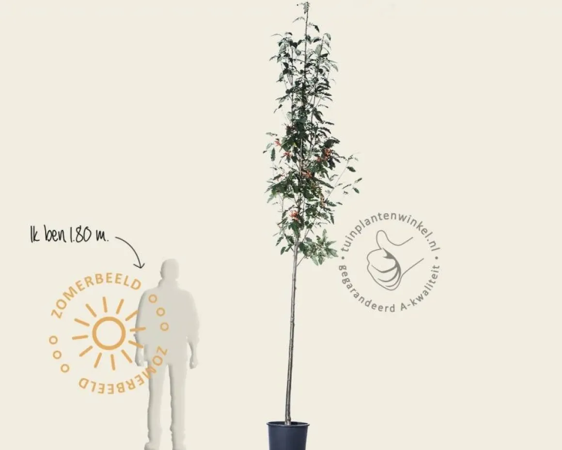 Sorbus intermedia