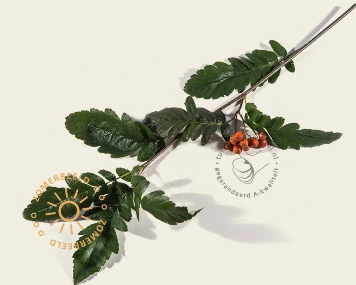 Sorbus intermedia