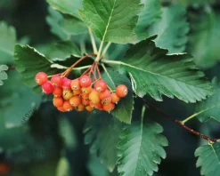 Sorbus intermedia