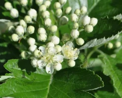 Sorbus thuringiaca 'Fastigiata'