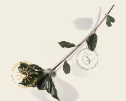 Sorbus thuringiaca 'Fastigiata'