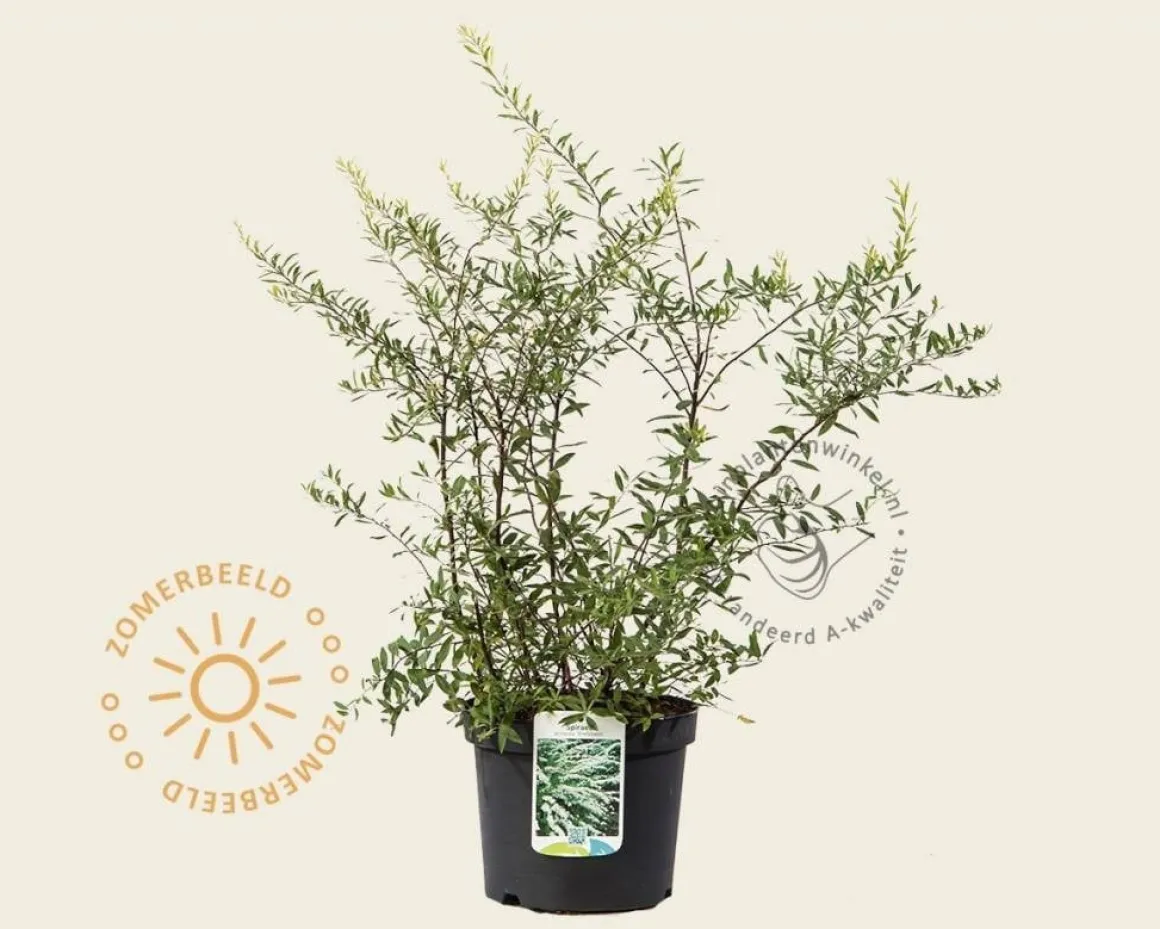 Spiraea cinerea 'Grefsheim'