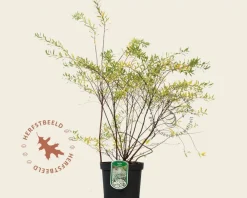 Spiraea cinerea 'Grefsheim'