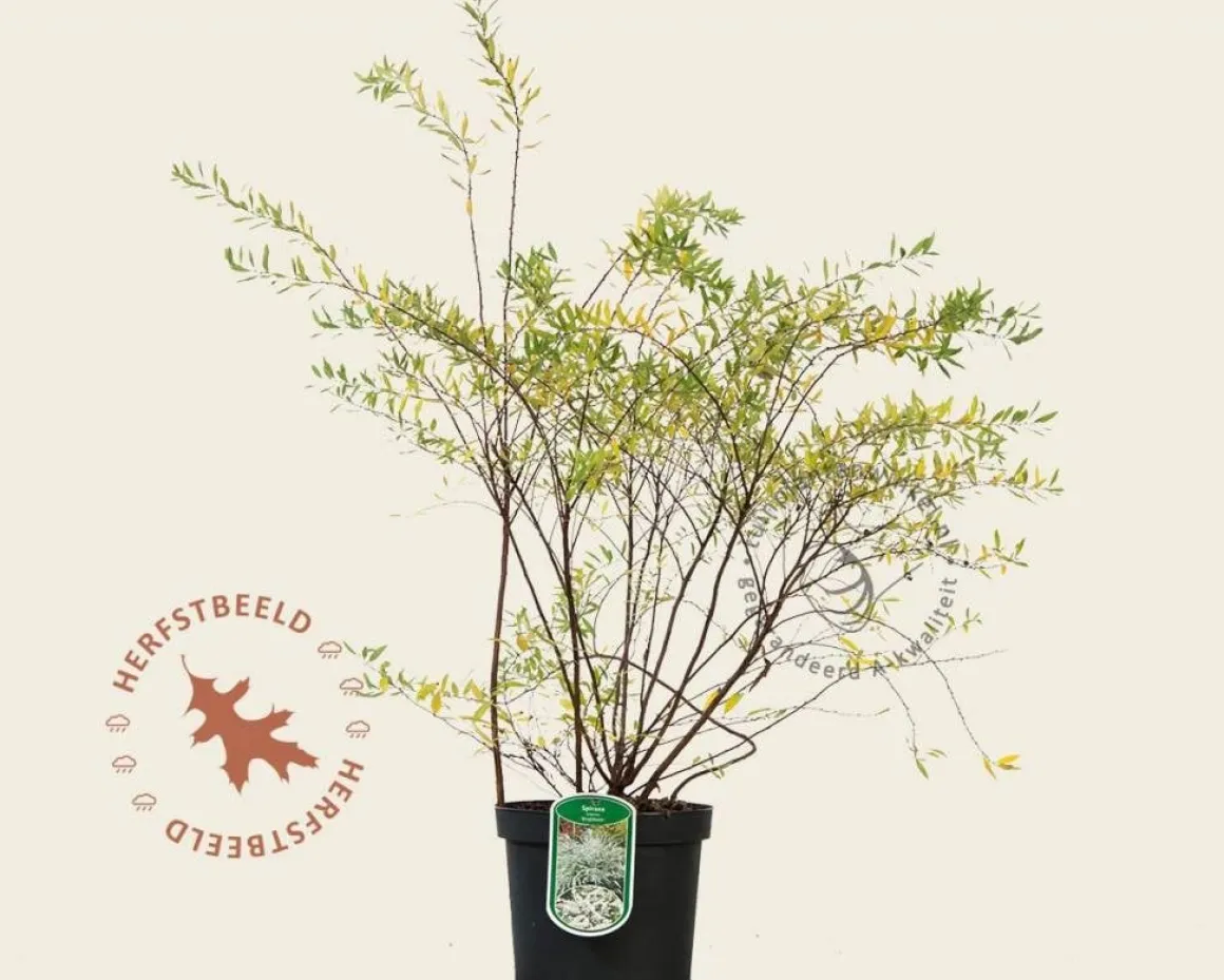 Spiraea cinerea 'Grefsheim'