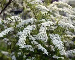 Spiraea cinerea 'Grefsheim' - XL