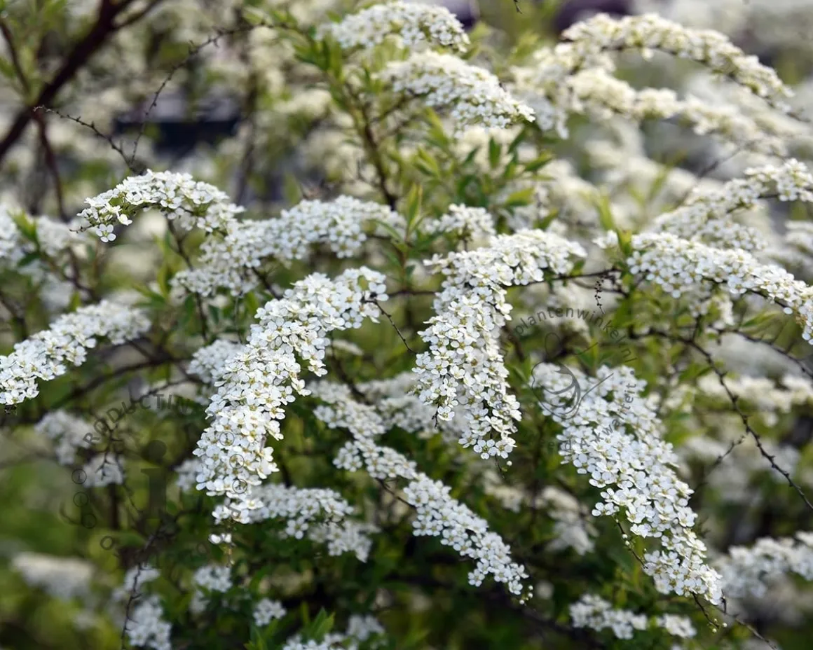 Spiraea cinerea 'Grefsheim' - XL
