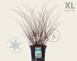 Spiraea cinerea 'Grefsheim' - XL