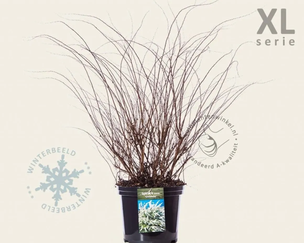 Spiraea cinerea 'Grefsheim' - XL