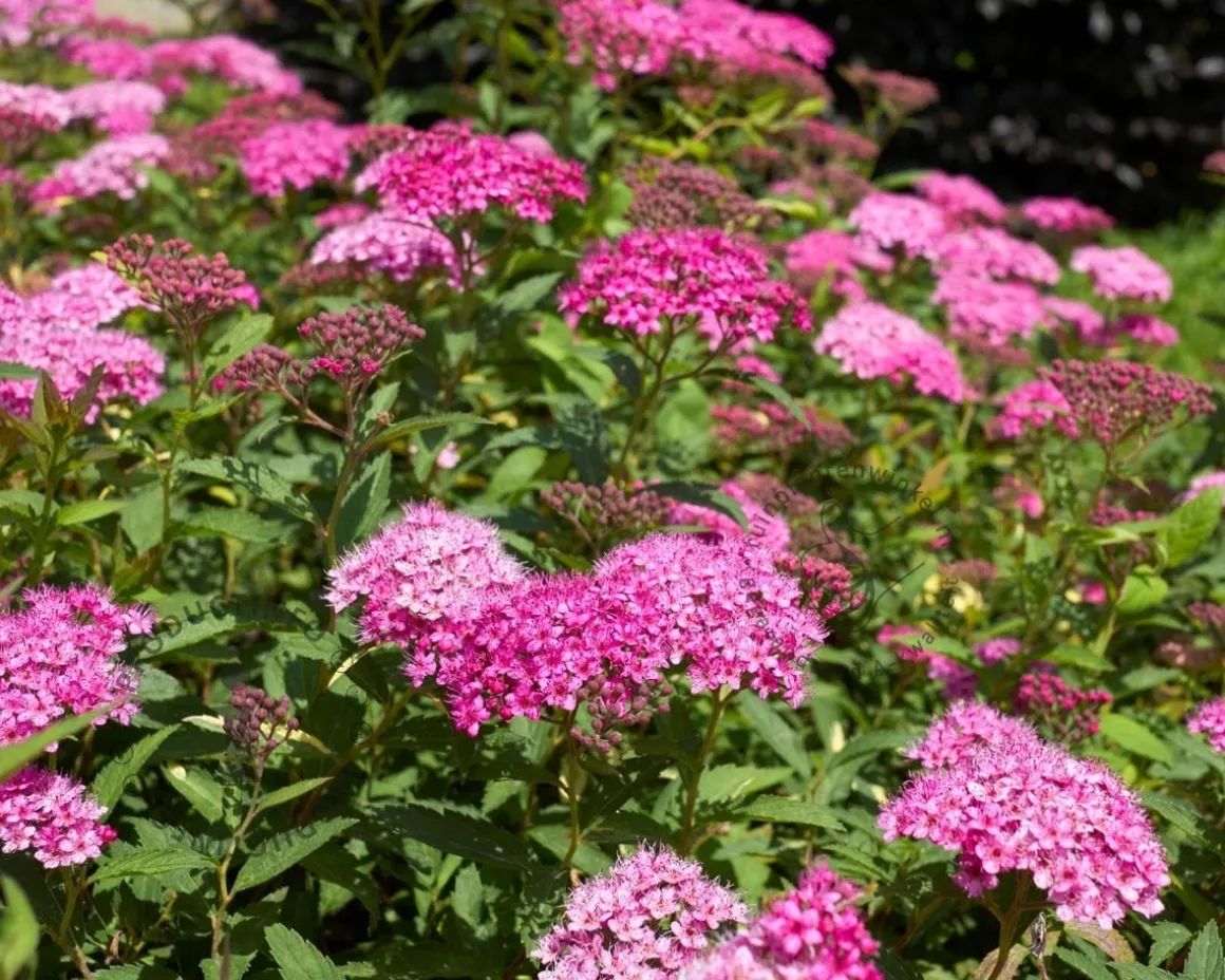 Spiraea japonica 'Anthony Waterer'