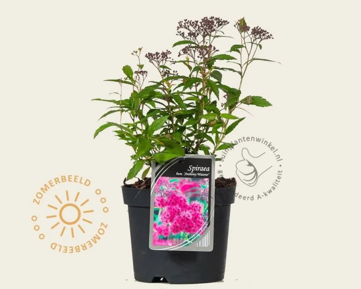 Spiraea japonica 'Anthony Waterer'