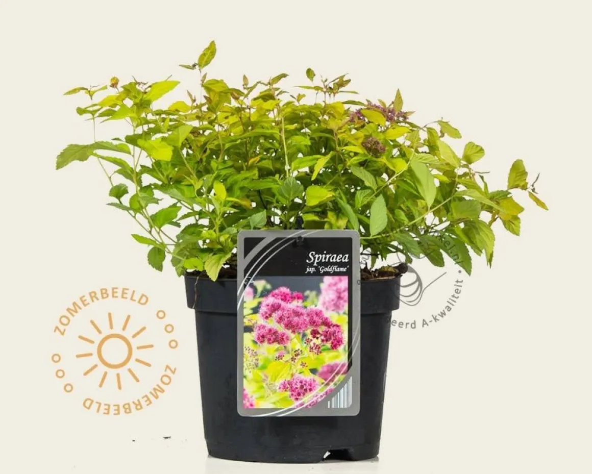 Spiraea japonica 'Goldflame'