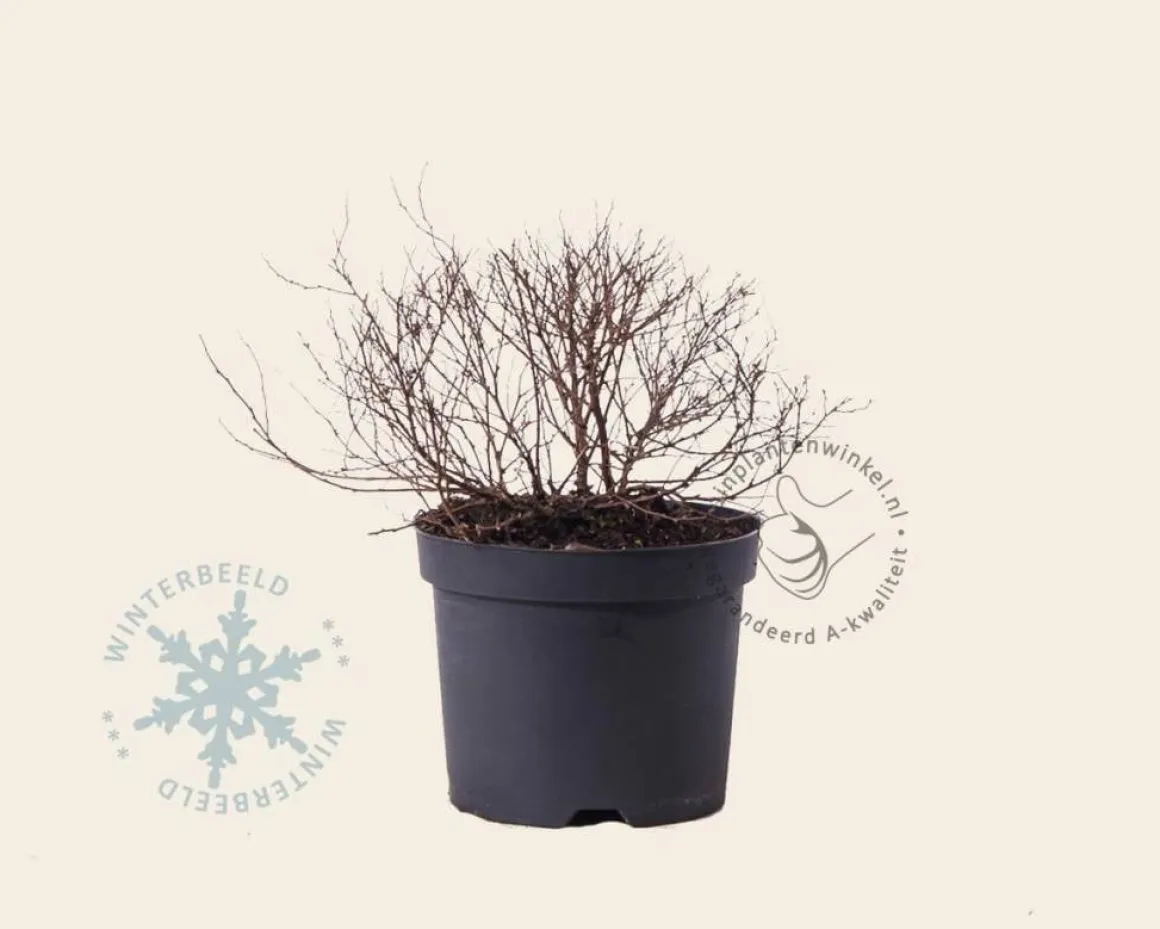 Spiraea japonica 'Goldflame'