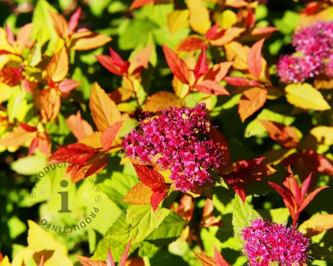 Spiraea japonica 'Goldflame'