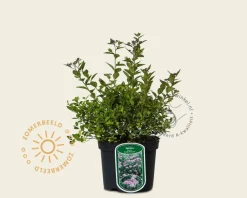 Spiraea japonica 'Little Princess'
