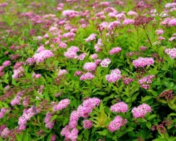 Spiraea japonica 'Nana'