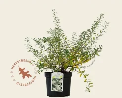 Spiraea nipponica 'Snowmound'