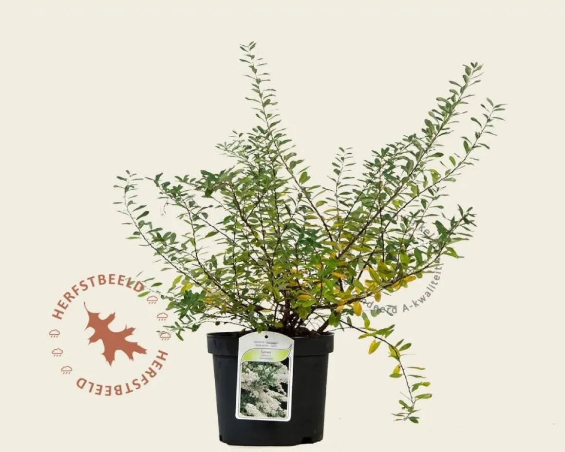 Spiraea nipponica 'Snowmound'