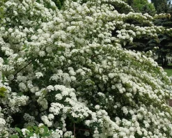 Spiraea vanhouttei - XL