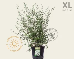 Spiraea vanhouttei - XL