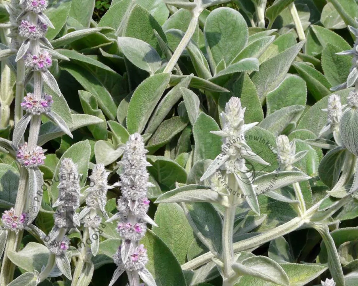 Stachys byzantina 'Silver Carpet'