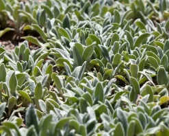 Stachys byzantina 'Silver Carpet'