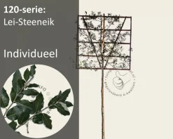 Steeneik leiboom - Rek 120x120 cm